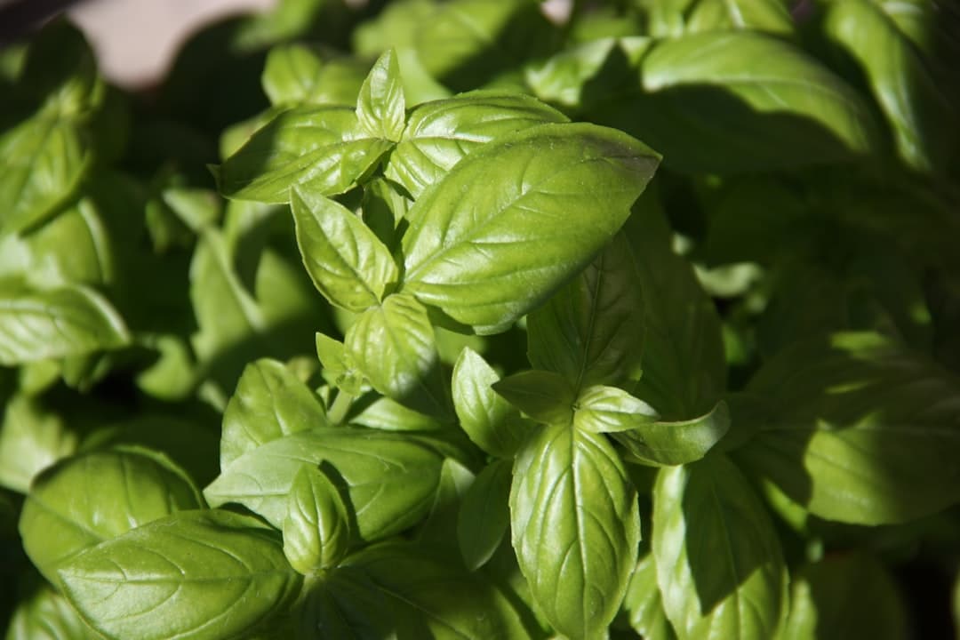Thermomix Frisches Basilikum-Pesto